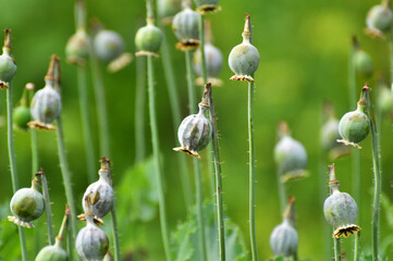 Immature poppy heads, from which addicts extracted opium