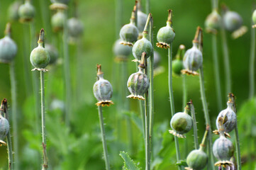 Immature poppy heads, from which addicts extracted opium