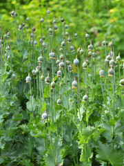 Immature poppy heads, from which addicts extracted opium