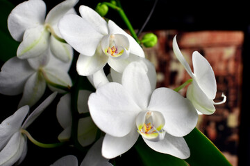 Fototapeta premium orchid branch