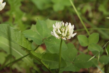 Trifolium repens, Koniczyna biała, white clover - obrazy, fototapety, plakaty
