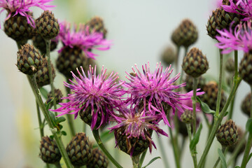 Cirsium arvense flowers on meadow, close up view. Shallow depth of field.