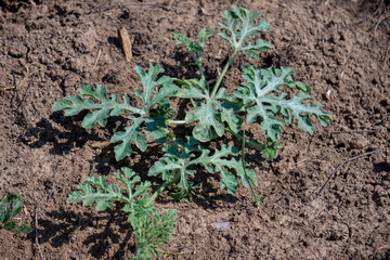 Young watermelon seedlings growing on the vegetable bed.
