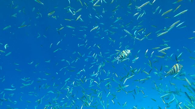 Large school of small fish eating plankton on еру blue water background in sunlights. Shoal of Silver-stripe round herring, slender sprat, or Kibinago minnow (Spratelloides gracilis) 