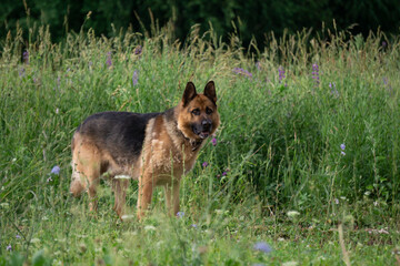 German shepherd, a dog stands in a clearing in green grass and flowers, animal outdoors.