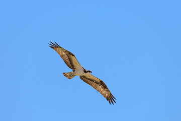 This is a photograph of an Osprey that was cruising down near the shoreline at Daytona Beach, Florida.  The Osprey is a beautiful creature and very proficient at fishing, but that stands to reason.