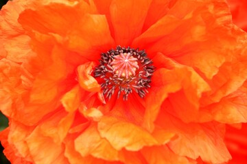 close up of lighting red blossom of oriental poppy with bust stamp and brown seeds