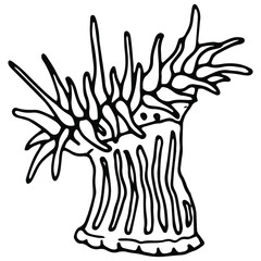 hand drawn actinia illustration in doodle style