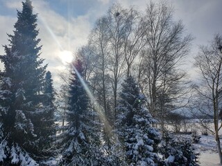 snow covered trees