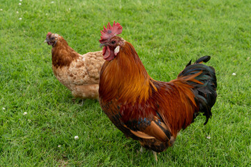 free range cockerel and hen on a green grass background