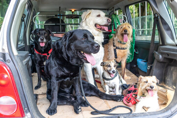 six cute dogs sitting in a back of a car