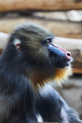 Mandrill with beautifully colored areas of the face