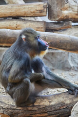 Mandrill with beautifully colored areas of the face