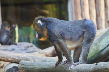 Mandrill with beautifully colored areas of the face