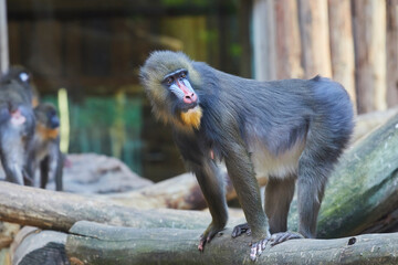 Fototapete bei efototapeten.de bestellen   