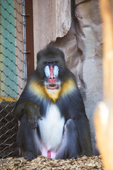 Mandrill with beautifully colored areas of the face