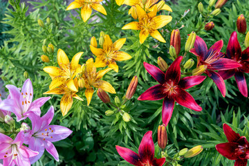 Lily flowers in different colors blooms in garden. Colorful background. Colorful summer background.