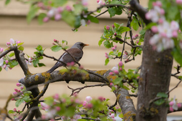 Fieldfare adult bird are sitting on apple tree.