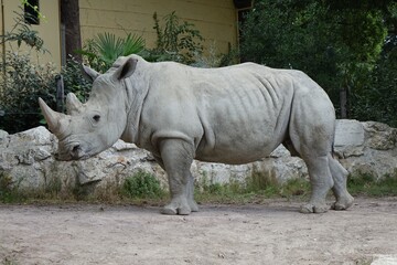 white rhino