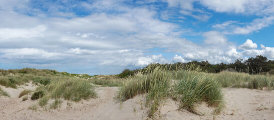 panorama view of large sand dunes with marsh grass and reeds under a blue sky with white cumulus clouds