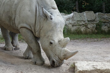 white rhino