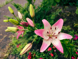 Obraz na płótnie Canvas Pink colored lily flowers in a garden