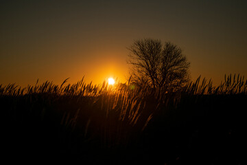 sunset in the field