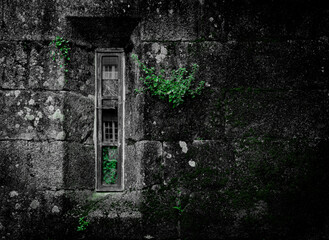 window of a church, with green plants and rough walls. great for book cover