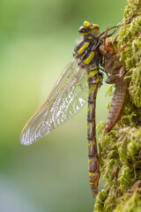 Macro shot of a golden ringed dragonfly (cordulegaster boltonii) molting