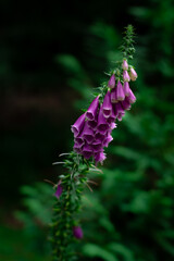 Purple foxglove on green and black background with space for text
