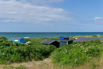 colorful small wooden holiday cottages hidden in the reeds and sand dunes on the ocean in northern...