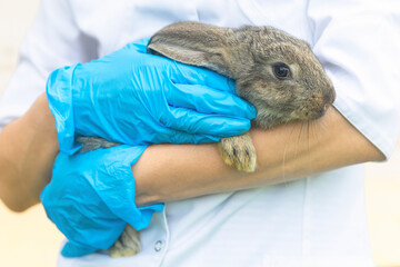 baby rabbit on medical examination at veterinarian in office, clinic. small bunny in hands of...