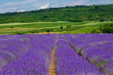 Naklejka na ściany i meble a beautiful landscape with a flowering lavender field