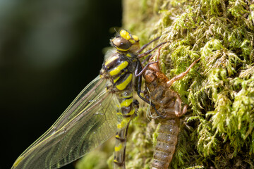 Macro shot of a golden ringed dragonfly (cordulegaster boltonii) molting