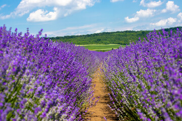 Naklejka na ściany i meble Landscape in a row of lavender in the field with selective focus