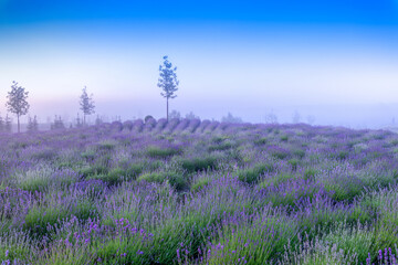 Obraz premium Blooming lavender field in the morning blue sky