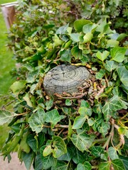 turtle in the garden