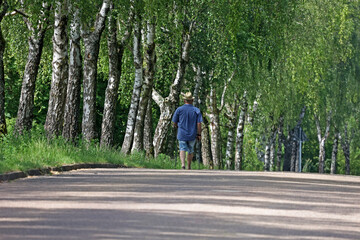 Nordic walking. A man walks along a birch alley.