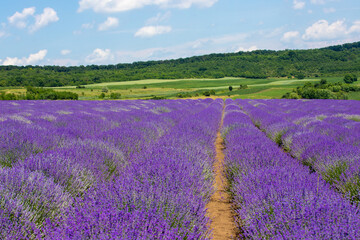 between rows of flowering lavender