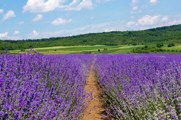 Fototapeta na wymiar Landscape in a row of lavender in the field with selective focus