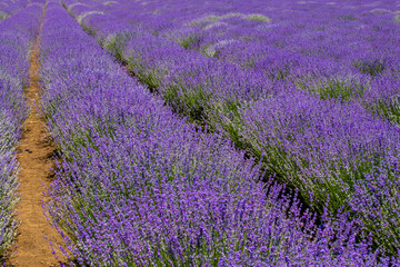 Plakat rows of blooming lavender on the field