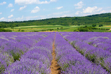 Naklejka na ściany i meble a beautiful landscape with a flowering lavender field