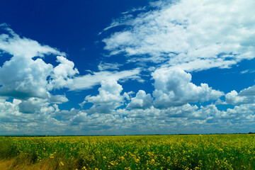 rapeseed field and cloudy sky, bright sunny day, agricultural land, beautiful summer landscape