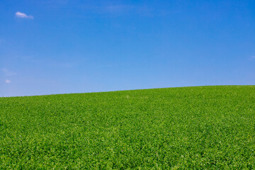 a beautiful landscape on a field with green alfalfa and blue sky
