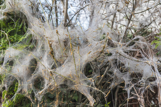 A bush in spring, inhabited and completely destroyed by caterpillars