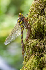 Macro shot of a golden ringed dragonfly (cordulegaster boltonii) molting