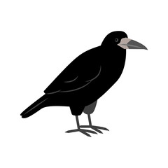 Rook standing isolated on a white background. City birds. 