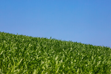 green corn leaves in a field
