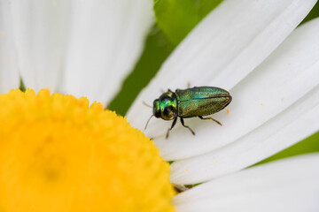 beautiful green beatle on flower