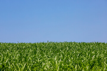 green corn leaves in a field